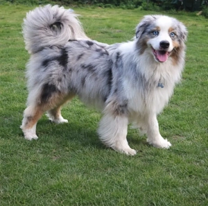 Australien Shepherd Deckrüde Blue Merle mit Red - Faktor  er ist nicht zu Verkaufen 