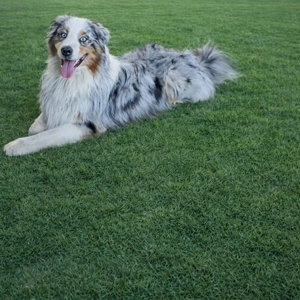 Australien Shepherd Deckrüde Blue Merle mit Red - Faktor  er ist nicht zu Verkaufen  Bild 5