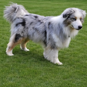 Australien Shepherd Deckrüde Blue Merle mit Red - Faktor  er ist nicht zu Verkaufen  Bild 4