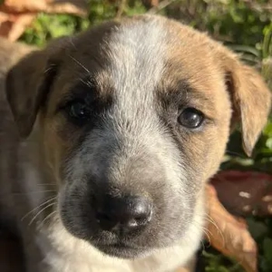 Kiara, geb. ca. 09 2025, lebt in GRIECHENLAND, wird notdürftig versorgt