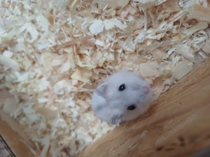 Dsungarischer Zwerghamster Weibchen Weiß