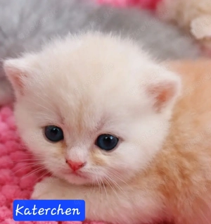 Britisch kurzhaar Kitten 