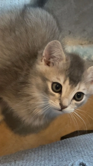 Wunderschönes BKH-Mix Kitten  Duman  (Blue Golden Shaded) sucht liebevolles Zuhause