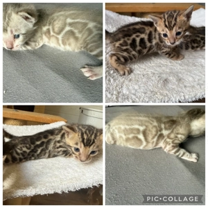 Reinrassige Bengal kitten Braun Tebby oder Snow Mink 