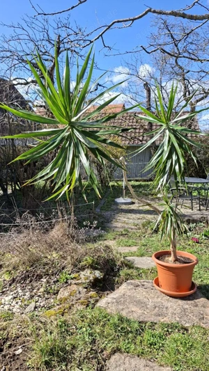 Palme zu verschenken