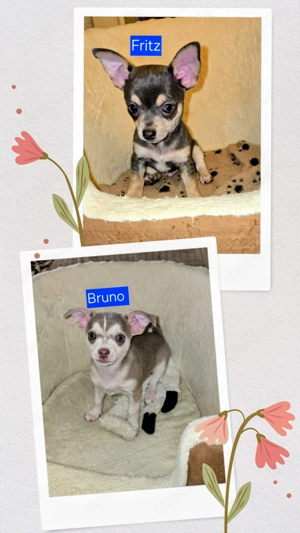 2 Welpen suchen ein neues zu Hause 