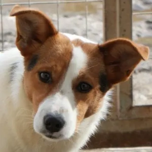 Freydis, geb. ca. 07 2025, lebt in GRIECHENLAND, im städt. Tierheim Serres