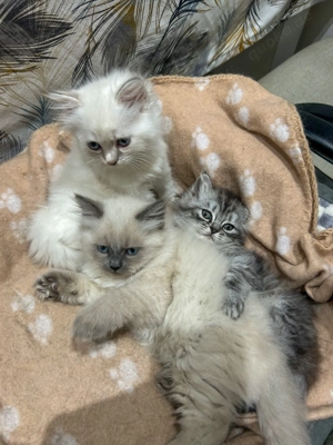 Süße Perser-Mix Kätzchen suchen ein liebevolles Zuhause 