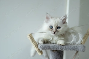 Süße Perser-Mix Kätzchen sucht ein liebevolles Zuhause 