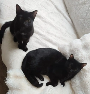 Mädchen Junge Geschwister. Abgabebereit. 