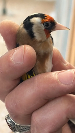 Stieglitz parva, männlich