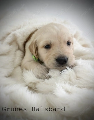 Unsere kleinen Goldschätze suchen ihr Für-immer-Zuhause   