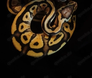 1.0 Super pastel het clown von 2025