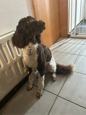 Lieber schoko Harlekin Klein Großpudel sucht liebe Famile.