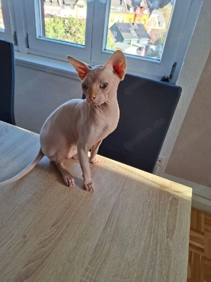 Sphynx Kitten
