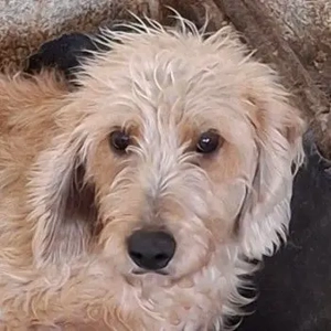 Wasabi, geb. ca. 05 2025, lebt in GRIECHENLAND, auf einer privaten Pflegestelle