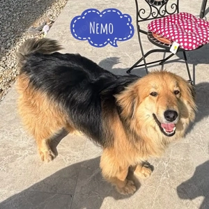 Nemo, bildhübscher, junger Mischling, Retriever   Schottischer Collie