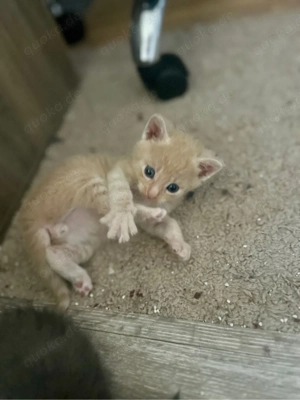 Maine Coon Mix Kater 