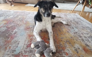 Wer hat ein warmes Körbchen für Diana?