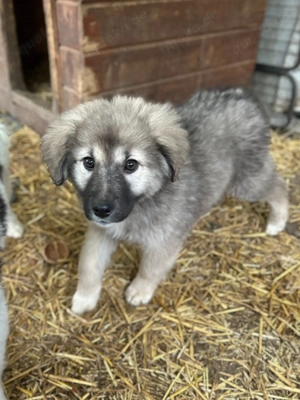 Kessy sehnt sich nach einem Zuhause 
