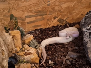 2x Königspython Python regius abzugeben. Treffen in Hannover möglich 