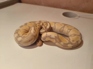 3x (2.1) Königspythons Python regius suchen ein passendes Terrarium 