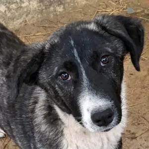 Tsuki, geb. ca. 04 2025, lebt in GRIECHENLAND, auf einer privaten Pflegestelle