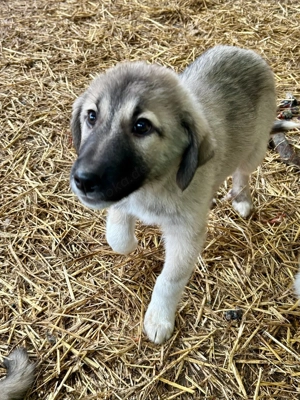 Camillo - Welpenjunge - sucht seine Familie