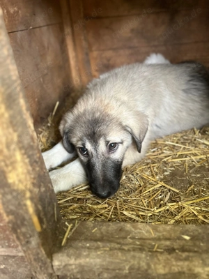 Camillo - Welpenjunge - sucht seine Familie