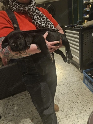 Labrador Münsterländer Mix Welpe