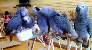 süße und liebe Graupapageien Babys abzugeben