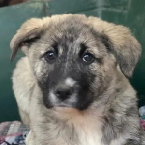 Soya, geb. ca.10 2025, lebt in GRIECHENLAND, im städt. Tierheim Serres