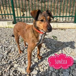Suncica, junge, freundliche und liebe Traumhündin