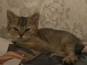 Wunderschöne BKH Kitten  