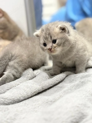 BKH Britisch Kurzhaar Kitten Blue & Lilac   liebevoll aufgezogen
