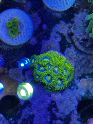 zoanthus blueberry pie koralle meerwasser