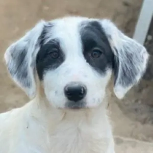 Sauvignon Blanc, geb. ca. 09 2025, lebt in GRIECHENLAND, auf einer privaten Pflegestelle