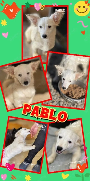 wunderschöner Welpenjunge "Pablo" hast Du ein Körbchen frei für mich ?