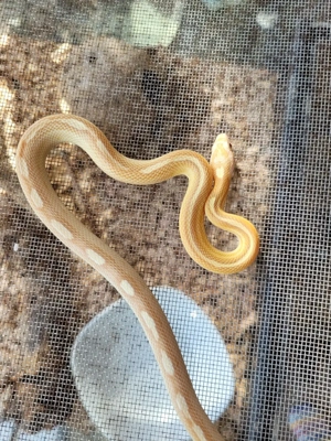 Kornnatter Golddust NZ Sommer 25