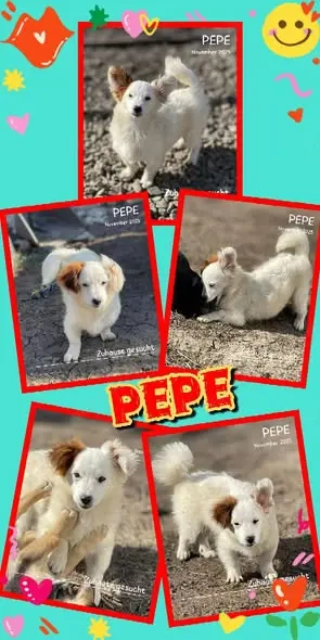 entzückender, wunderschöner Welpenjunge "Pepe" sucht ein liebevolles Zuhause