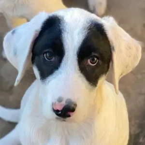 Pinotage, geb. ca. 09 2025, lebt in GRIECHENLAND, auf einer privaten Pflegestelle