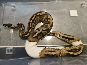 0.1 Piebald 100% het Lavender