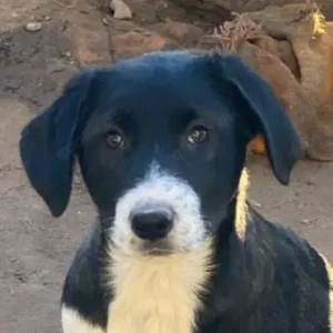 Pinot Noir, geb. ca. 08 2025, lebt in GRIECHENLAND, auf einer privaten Pflegestelle