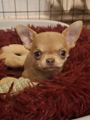 Schöner Chihuahua Hund