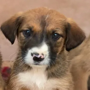 Pinkie, geb. ca. 11 2025, lebt in GRIECHENLAND, im städt. Tierheim Serres