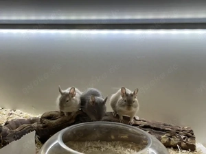 5 männliche Degus (3 Jahre alt) in neue Hände abzugeben