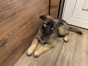 Schäferhund-Husky Welpen 