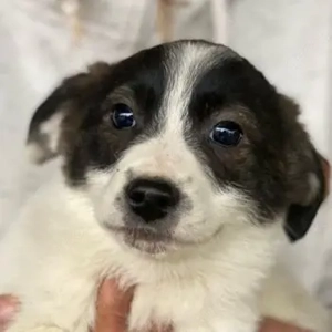 Oatly, geb. ca. 11 2025, lebt in GRIECHENLAND, auf einer privaten Pflegestelle