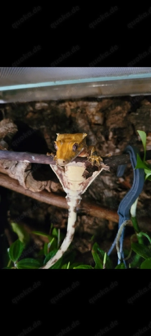 Kronengecko Lilly White Tricolor