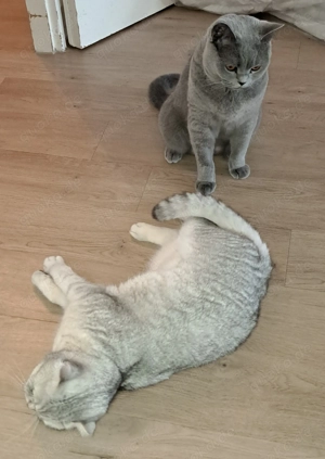 Zwei BKH Katzen abzugeben 